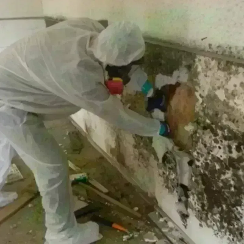 Mold Remediation and Removal in Desert Aire, WA